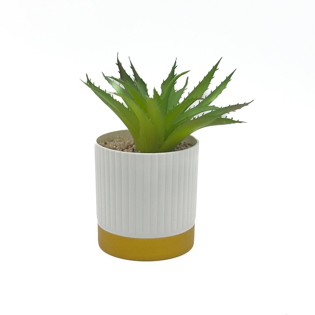 Suculenta base gold ribbon 16cm