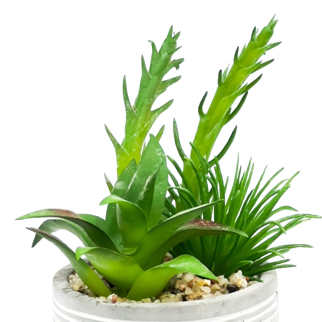 Suculenta mix base cemento 18,5cm