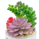 Suculenta mix base cemento 18,5cm