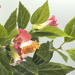 [230033094] Planta artificial Ramo Rosa 38cm